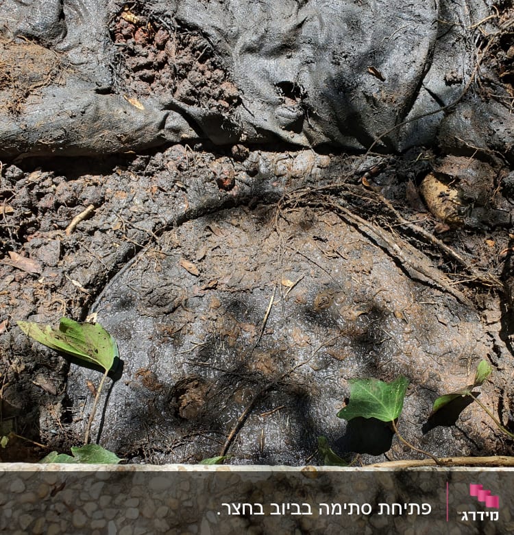 אדמה רטובה עם עלים וענפים